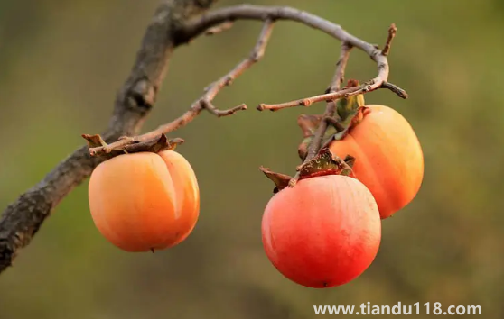 柿子和螃蟹一起吃會中毒嗎3