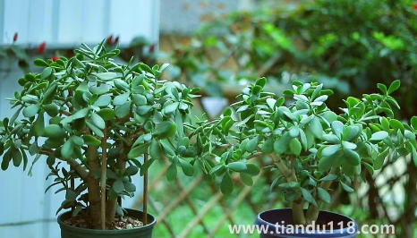 家里養(yǎng)玉樹放哪里好1