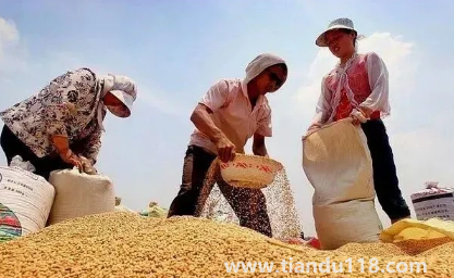 小麥?zhǔn)撬抵胺N還是之后2