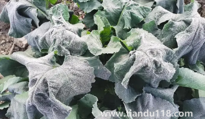 2022年霜凍會早來還是晚來2