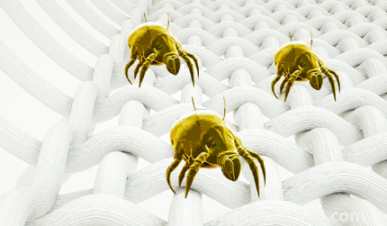 吹風機能殺死螨蟲嗎2