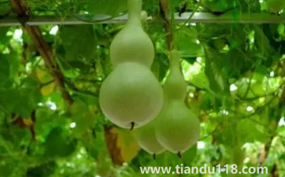 葫蘆是不是不能掛一對(duì) 1