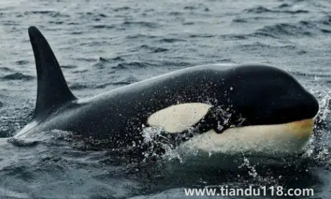 虎鯨的壽命有多長(zhǎng)2