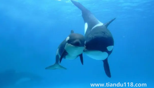 虎鯨受傷了向人類求助會怎么樣3