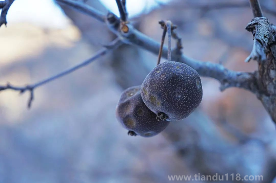 凍梨壞了是什么樣子的（凍梨怎么做）