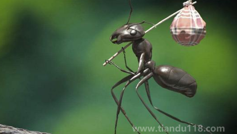 踩死一只螞蟻會被螞蟻發(fā)現(xiàn)嗎（螞蟻會不會意識到我們的存在）