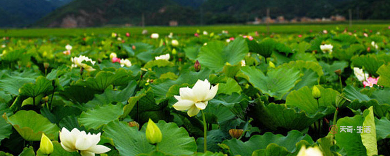 普者黑荷花是什么季節(jié)開的